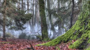 Preview wallpaper forest, trees, moss, fog, nature