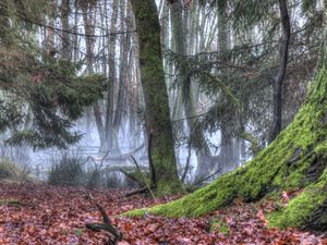 Preview wallpaper forest, trees, moss, fog, nature