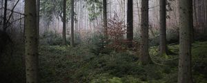 Preview wallpaper forest, trees, moss, fog, nature, autumn