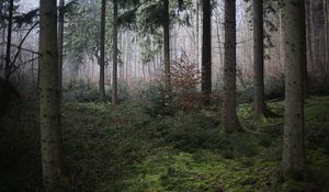 Preview wallpaper forest, trees, moss, fog, nature, autumn