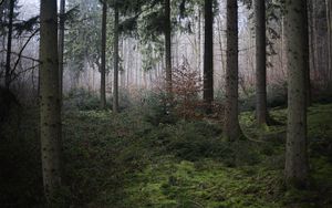 Preview wallpaper forest, trees, moss, fog, nature, autumn