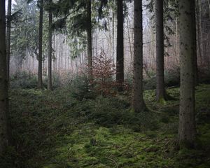 Preview wallpaper forest, trees, moss, fog, nature, autumn