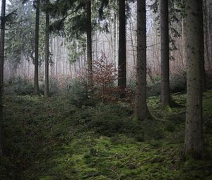 Preview wallpaper forest, trees, moss, fog, nature, autumn