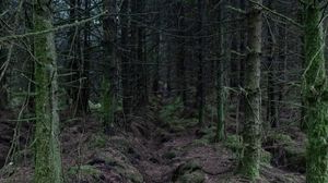 Preview wallpaper forest, trees, moss, nature, dark