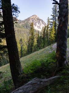 Preview wallpaper forest, trees, mountain, peak, landscape, nature