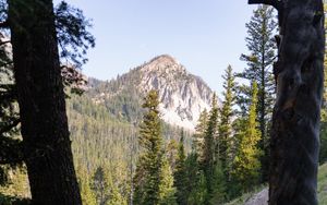 Preview wallpaper forest, trees, mountain, peak, landscape, nature