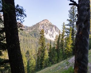 Preview wallpaper forest, trees, mountain, peak, landscape, nature