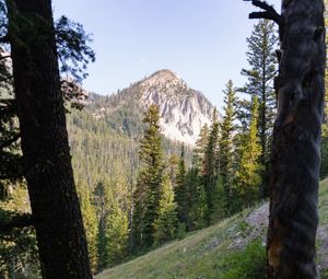 Preview wallpaper forest, trees, mountain, peak, landscape, nature