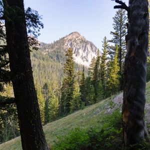 Preview wallpaper forest, trees, mountain, peak, landscape, nature