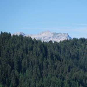 Preview wallpaper forest, trees, mountain