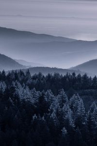 Preview wallpaper forest, trees, mountains, hills, nature