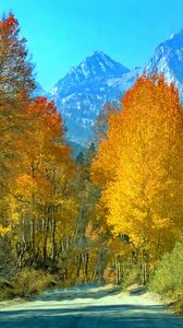 Preview wallpaper forest, trees, mountains, path, landscape, autumn