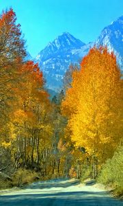 Preview wallpaper forest, trees, mountains, path, landscape, autumn