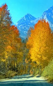 Preview wallpaper forest, trees, mountains, path, landscape, autumn