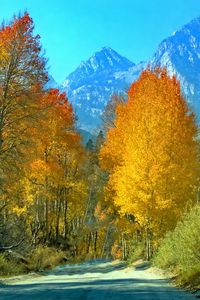 Preview wallpaper forest, trees, mountains, path, landscape, autumn