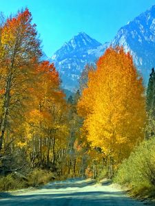 Preview wallpaper forest, trees, mountains, path, landscape, autumn