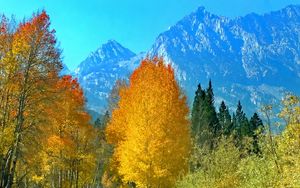 Preview wallpaper forest, trees, mountains, path, landscape, autumn