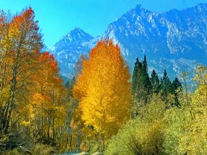 Preview wallpaper forest, trees, mountains, path, landscape, autumn