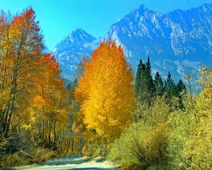 Preview wallpaper forest, trees, mountains, path, landscape, autumn