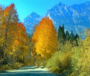 Preview wallpaper forest, trees, mountains, path, landscape, autumn