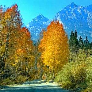 Preview wallpaper forest, trees, mountains, path, landscape, autumn