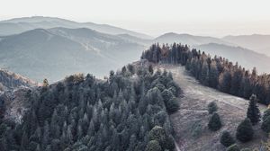 Preview wallpaper forest, trees, mountains, fog, landscape