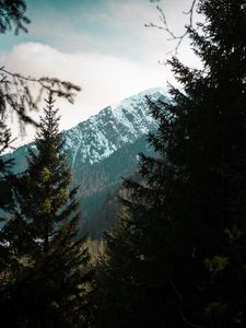 Preview wallpaper forest, trees, mountains, landscape, peak