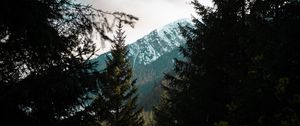 Preview wallpaper forest, trees, mountains, landscape, peak