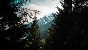 Preview wallpaper forest, trees, mountains, landscape, peak