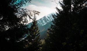 Preview wallpaper forest, trees, mountains, landscape, peak