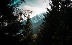 Preview wallpaper forest, trees, mountains, landscape, peak