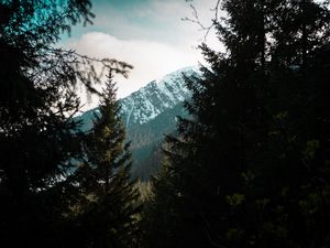 Preview wallpaper forest, trees, mountains, landscape, peak