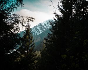 Preview wallpaper forest, trees, mountains, landscape, peak