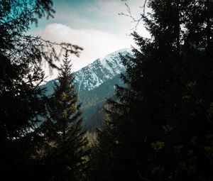 Preview wallpaper forest, trees, mountains, landscape, peak