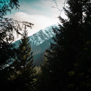 Preview wallpaper forest, trees, mountains, landscape, peak