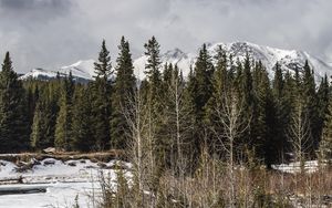 Preview wallpaper forest, trees, mountains, lake, snow, winter