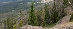 Preview wallpaper forest, trees, mountains, landscape, nature, aerial view