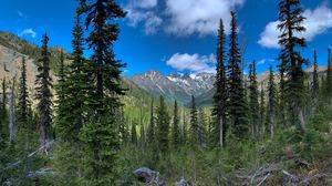 Preview wallpaper forest, trees, mountains, nature, landscape
