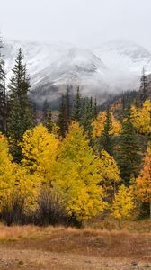 Preview wallpaper forest, trees, mountains, fog, autumn, landscape