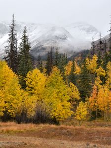 Preview wallpaper forest, trees, mountains, fog, autumn, landscape