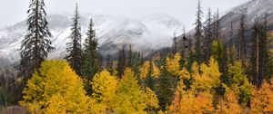 Preview wallpaper forest, trees, mountains, fog, autumn, landscape