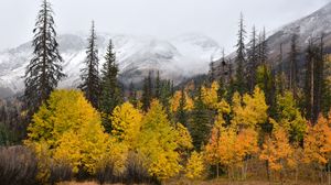 Preview wallpaper forest, trees, mountains, fog, autumn, landscape