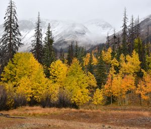 Preview wallpaper forest, trees, mountains, fog, autumn, landscape