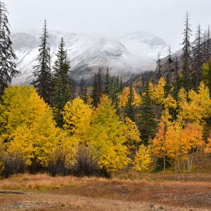 Preview wallpaper forest, trees, mountains, fog, autumn, landscape