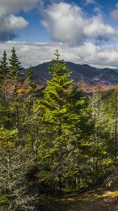 Preview wallpaper forest, trees, mountains, landscape, aerial view