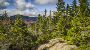 Preview wallpaper forest, trees, mountains, landscape, aerial view