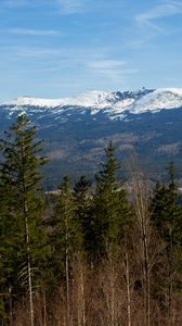 Preview wallpaper forest, trees, mountains, snow, nature