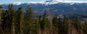 Preview wallpaper forest, trees, mountains, snow, nature