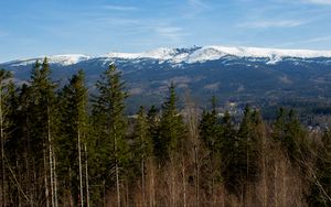 Preview wallpaper forest, trees, mountains, snow, nature