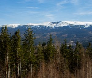 Preview wallpaper forest, trees, mountains, snow, nature